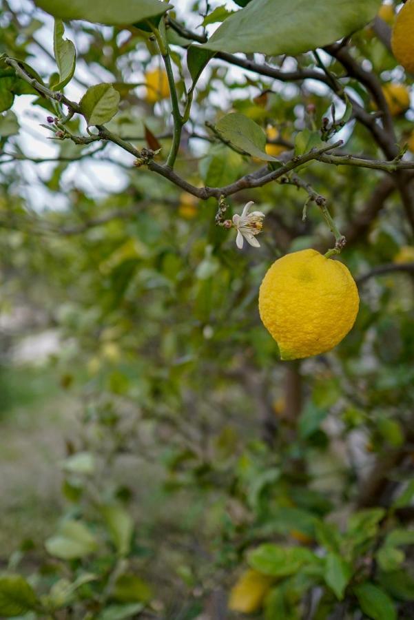 Готель Grape Datca Kizlan Екстер'єр фото