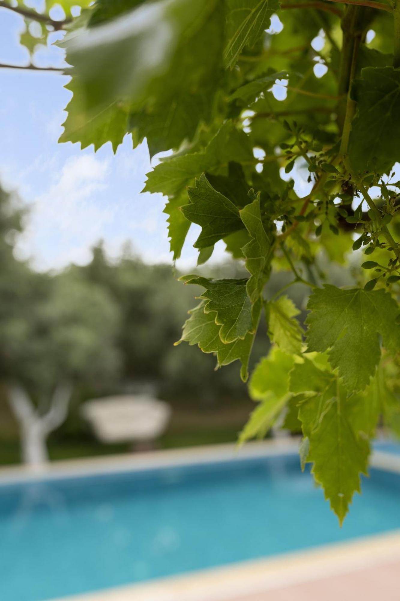 Готель Grape Datca Kizlan Екстер'єр фото