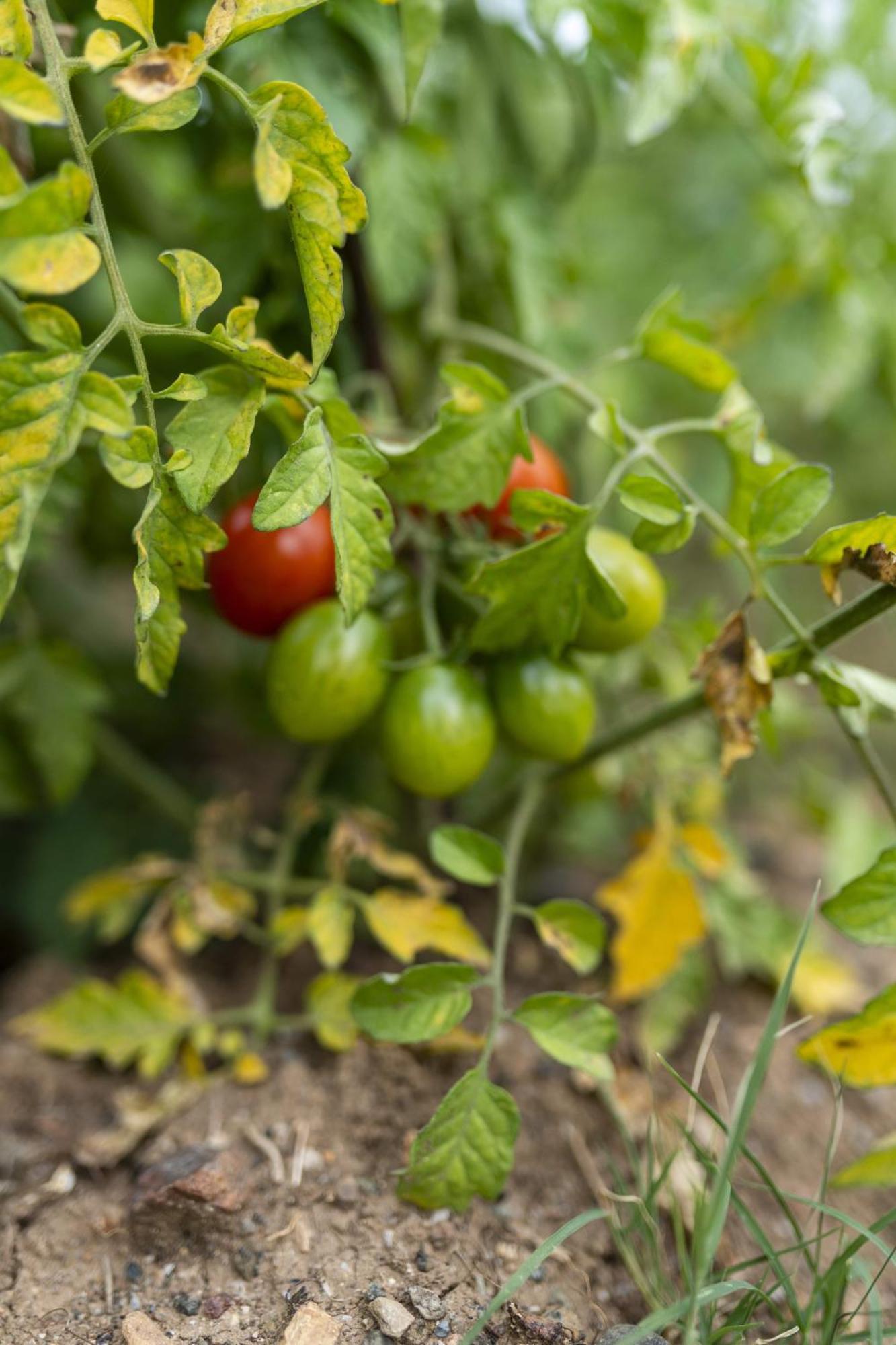 Готель Grape Datca Kizlan Екстер'єр фото
